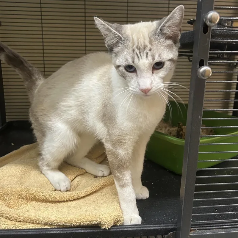 An adult medium-sized male Lilac Point Domestic Short Hair cat named Simon for adoption in Point Richmond, CA