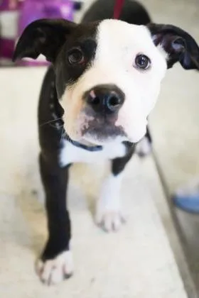 Boscoe Joe