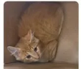 Ray