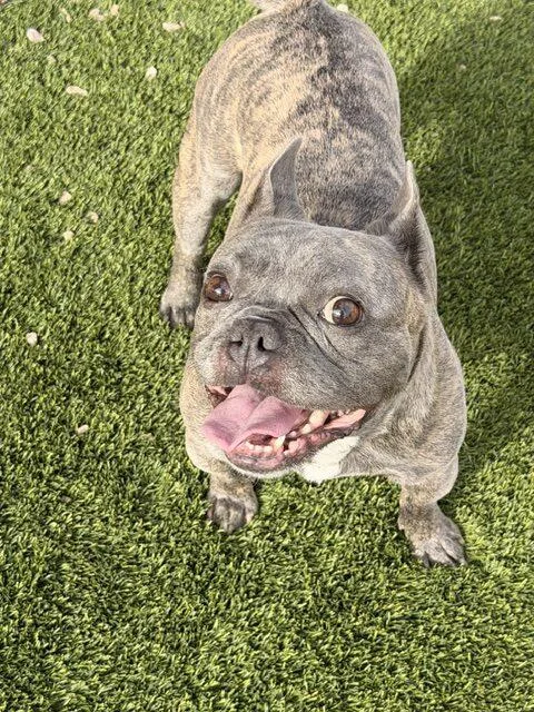 A young small-sized male Brindle French Bulldog dog named Pierre for adoption in Henderson, NV