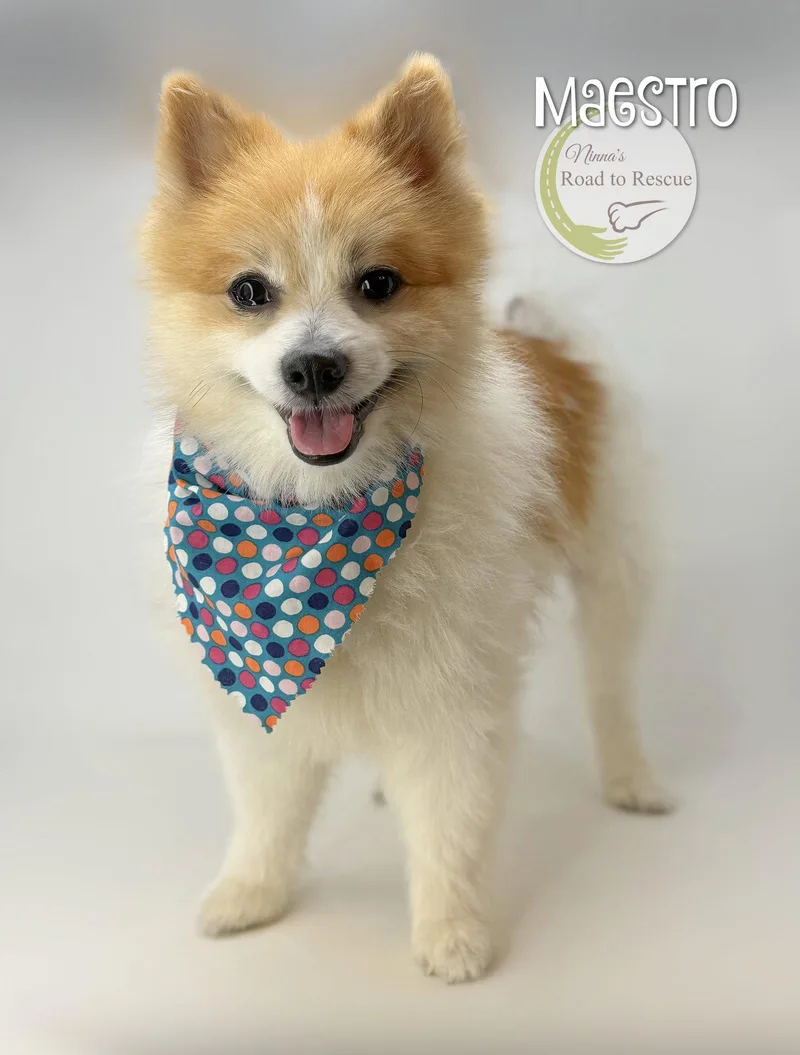 An adult small-sized male Pomeranian dog named Maestro for adoption in Benton, LA