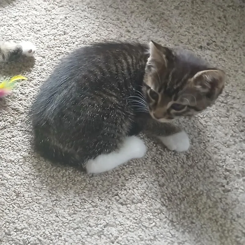 A baby small-sized male Brown / Chocolate Domestic Short Hair cat named Danny for adoption in Columbia, MO