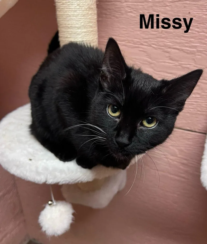 A baby small-sized female Black Domestic Short Hair cat named Missy for adoption in Muncie, IN