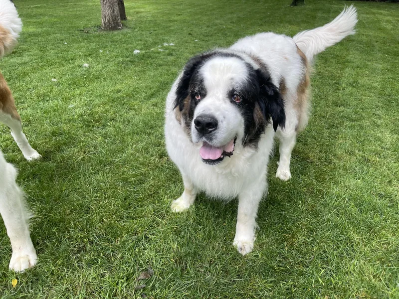 A senior extra large-sized female Tricolor (Brown, Black, & White) Saint Bernard dog named Havana for adoption in Hindsboro, IL