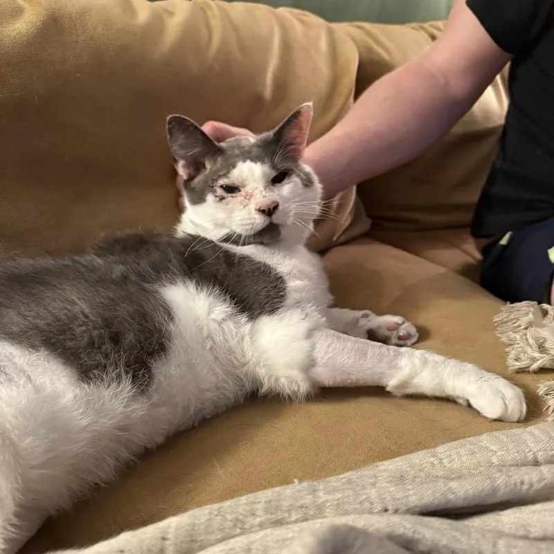 An adult extra large-sized male Gray / Blue / Silver Domestic Short Hair cat named Habanero for adoption in Philadelphia, PA