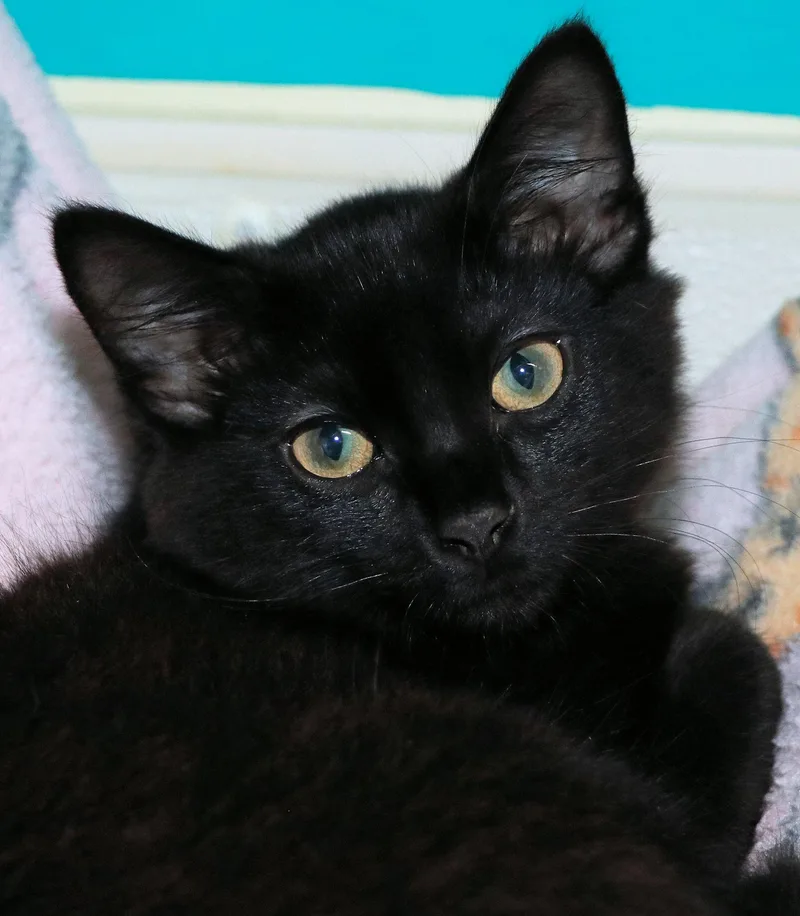 A baby medium-sized male Black Domestic Short Hair cat named Wink for adoption in Cincinnati, OH