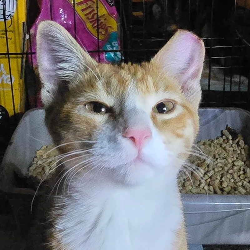 A young small-sized male Orange / Red Domestic Short Hair cat named Roux for adoption in Grantsville, UT