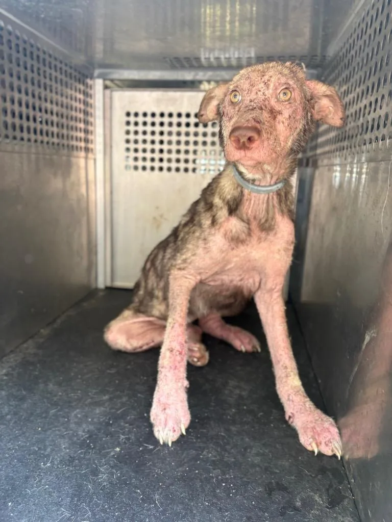 A baby medium-sized female Mixed Breed dog named Patches for adoption in Rome, GA