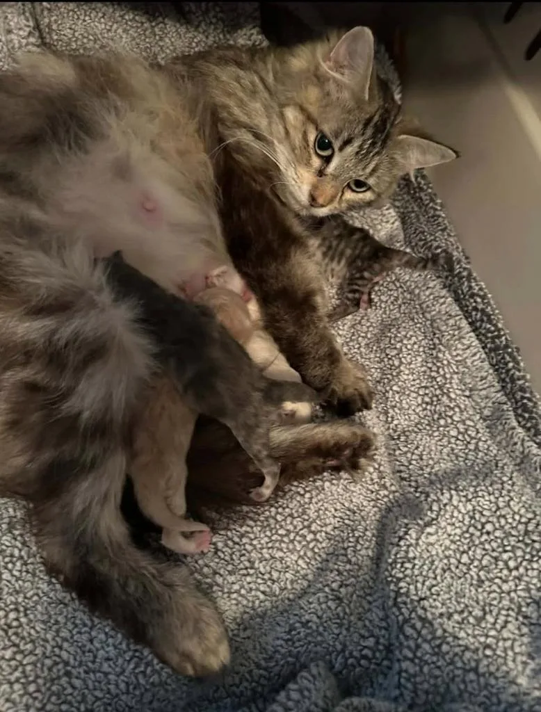 An adult small-sized female Domestic Long Hair cat named Sarah for adoption in Urbandale, IA