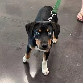 A baby small-sized female Black Shepherd dog named Kai for adoption in Morganton, NC