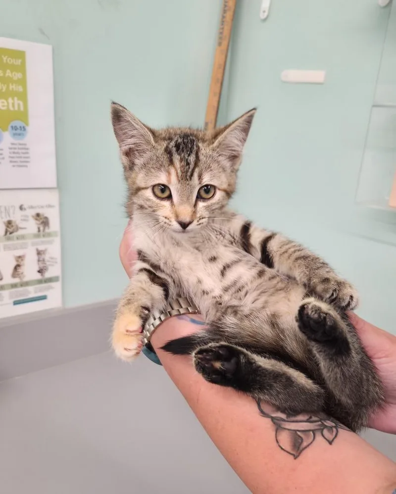A baby small-sized female Domestic Short Hair cat named Piper for adoption in Athens, TN