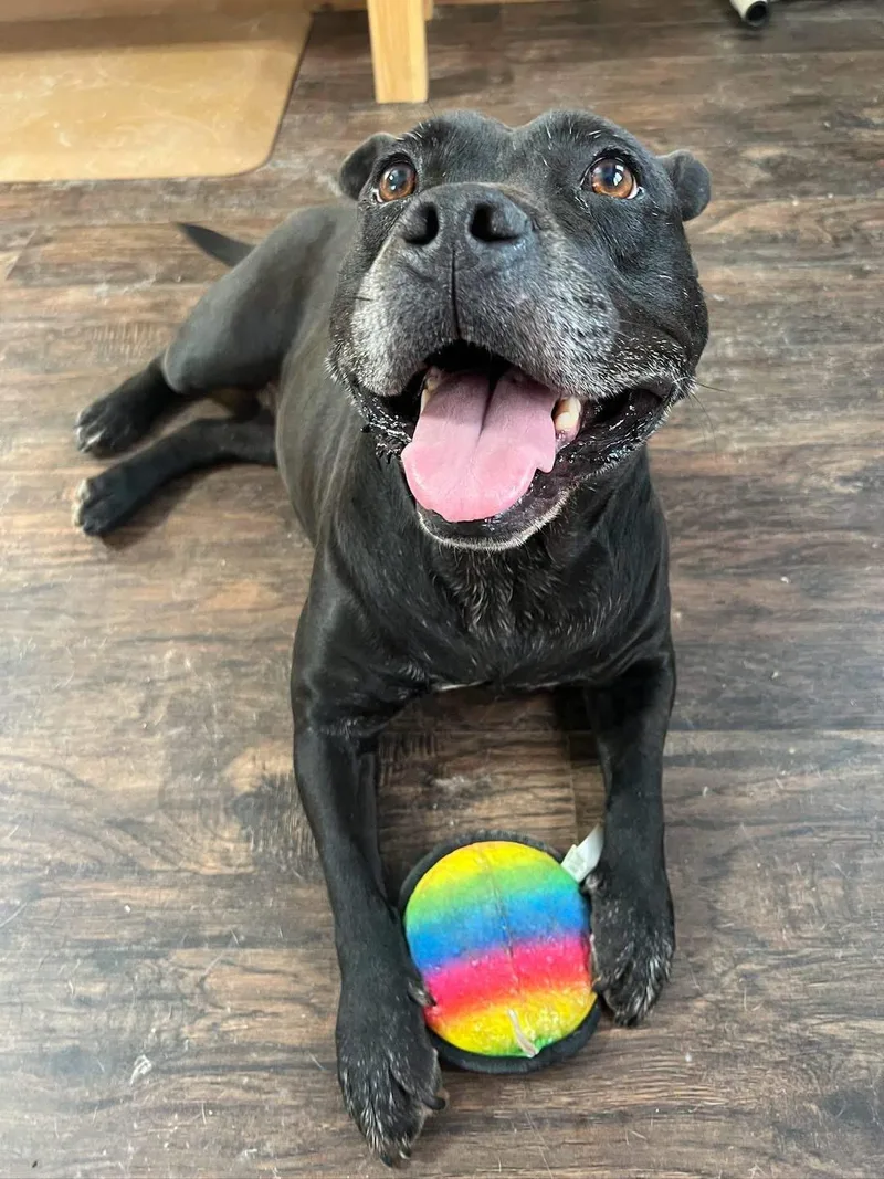 An adult medium-sized female Terrier dog named Betty for adoption in Sullivan, MO