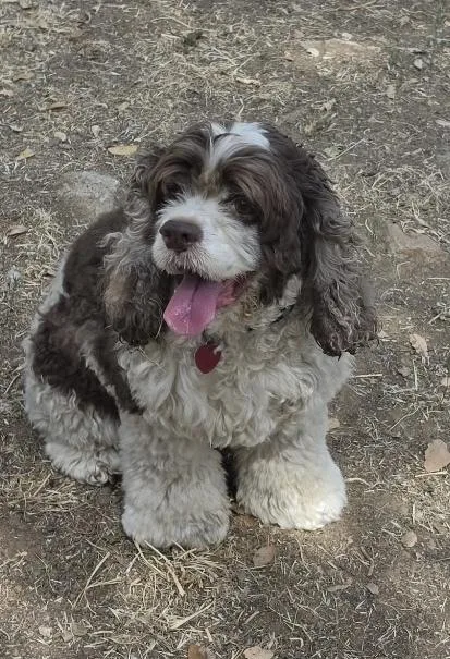 A senior medium-sized female Tricolor (Brown, Black, & White) Cocker Spaniel dog named Adelaide for adoption in Jamestown, CA