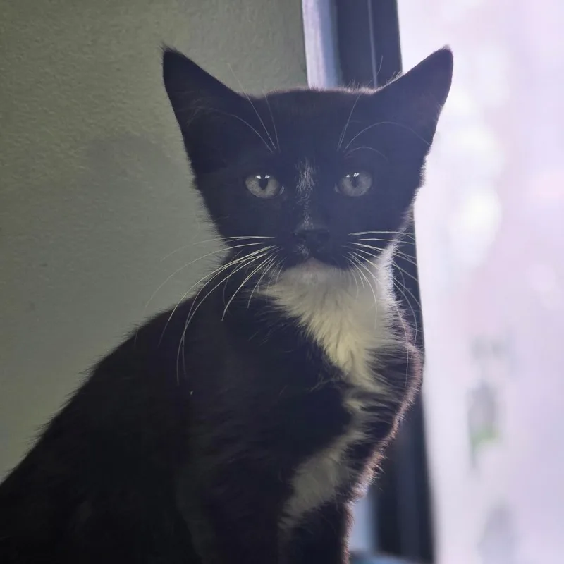 A baby small-sized male Black Domestic Medium Hair cat named Sarge for adoption in Huntsville, AL