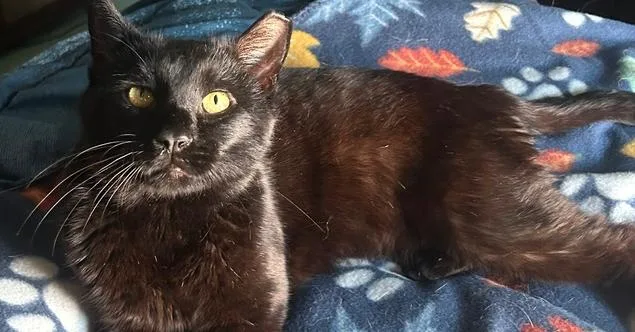 An adult medium-sized male Black Domestic Short Hair cat named Jerry for adoption in Olyphant, PA