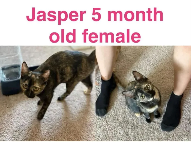 A baby medium-sized female Domestic Short Hair cat named Jasper for adoption in Mustang, OK