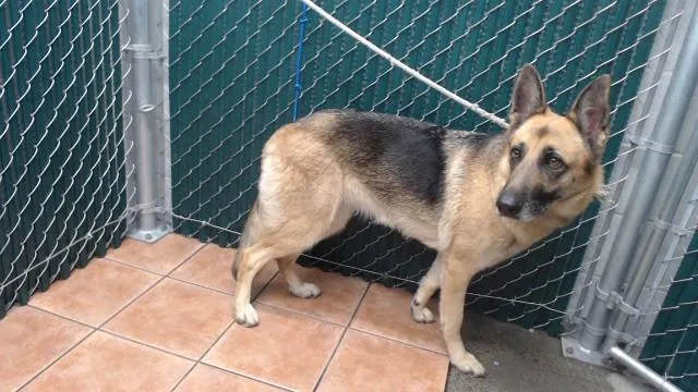 An adult medium-sized female German Shepherd Dog dog named Leia for adoption in Downey, CA