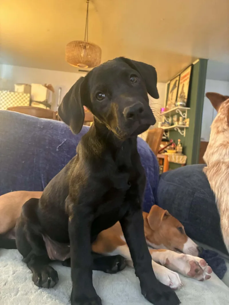 A baby medium-sized female Black Labrador Retriever dog named Venus for adoption in Reseda, CA