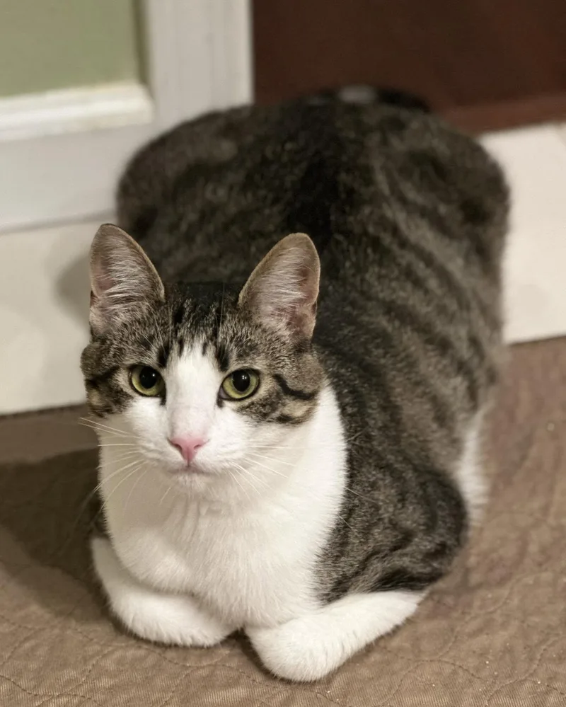 A young medium-sized female Tabby (Brown / Chocolate) Domestic Short Hair cat named Evangeline for adoption in Tracy, CA