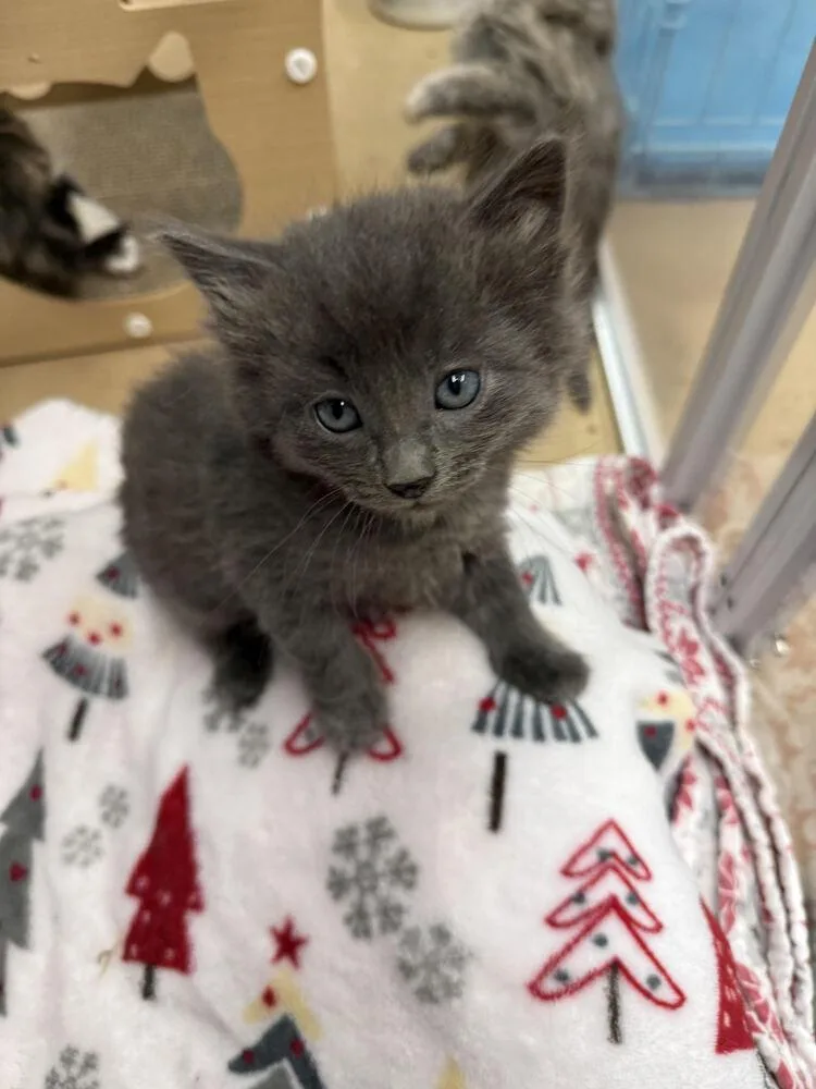 A baby small-sized male Gray / Blue / Silver Domestic Medium Hair cat named Ash for adoption in Lancaster, CA