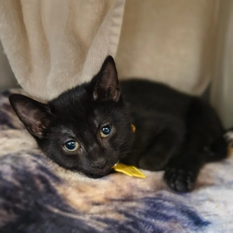 A baby small-sized male Gray / Blue / Silver Domestic Short Hair cat named Lincoln for adoption in Springfield, MA
