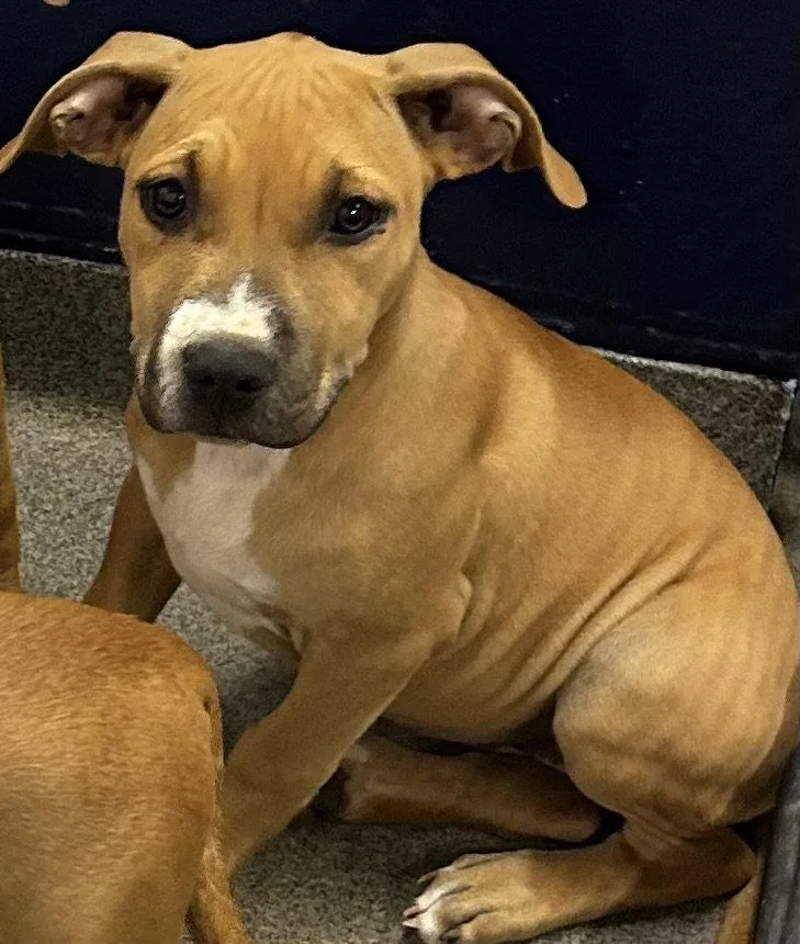 A young medium-sized female Terrier dog named Zizi mo for adoption in Sterling, MA