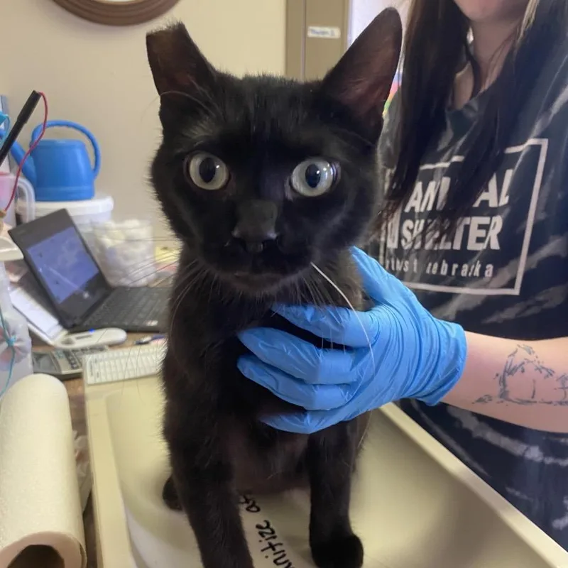 A young medium-sized male Black Domestic Short Hair cat named Cayenne for adoption in Norfolk, NE