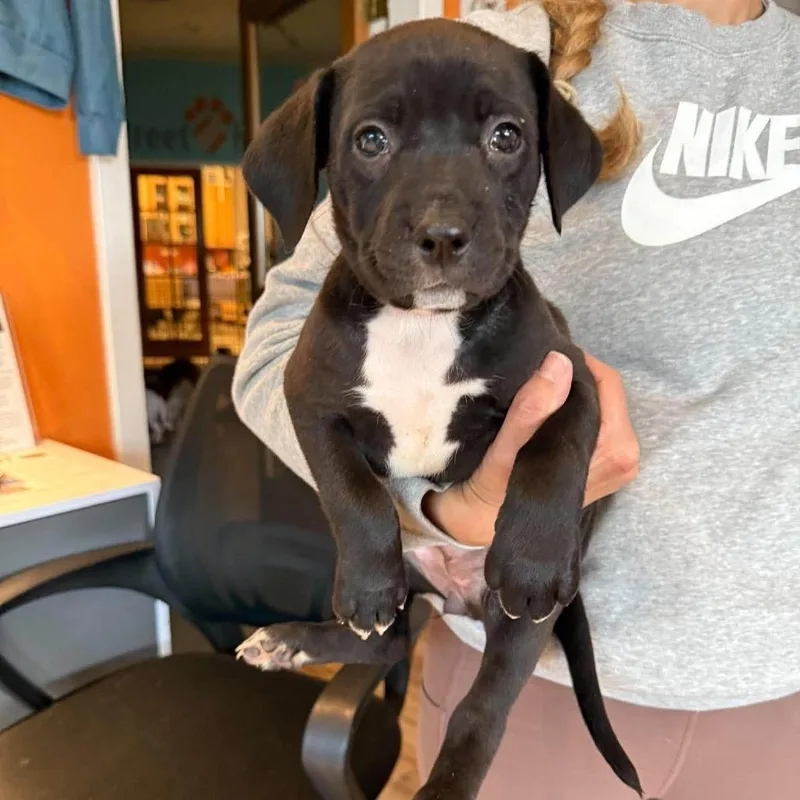 A baby medium-sized female Black Mixed Breed dog named Olive for adoption in Bend, OR