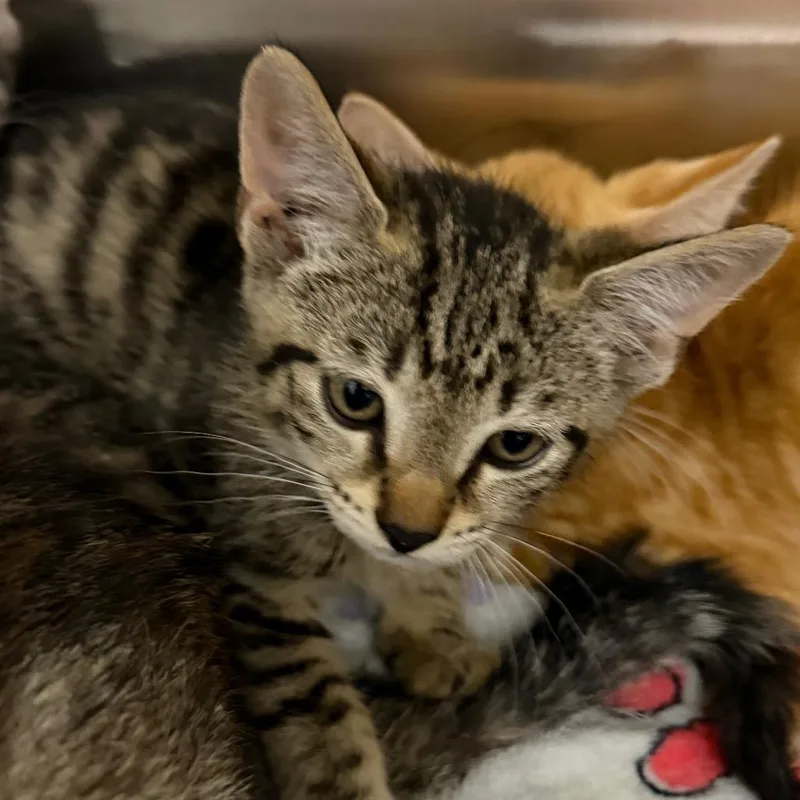 A baby small-sized male Brown / Chocolate Domestic Short Hair cat named Dollar General for adoption in Morganton, NC
