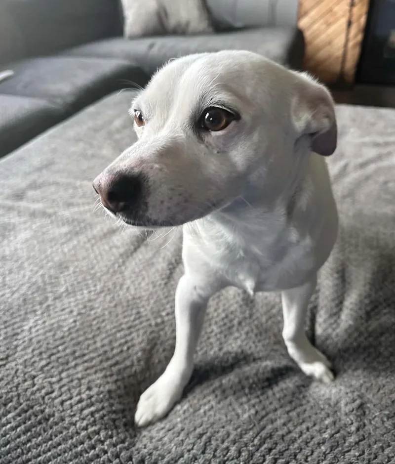 Snowball