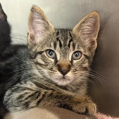 A baby small-sized female Domestic Short Hair cat named Eliza for adoption in West Chester, PA