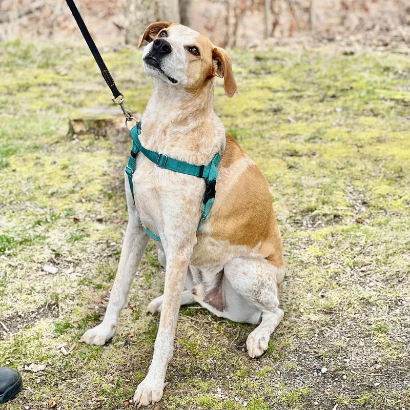 A senior large-sized male Yellow / Tan / Blond / Fawn Bluetick Coonhound dog named Honcho for adoption in East Hampton, NY