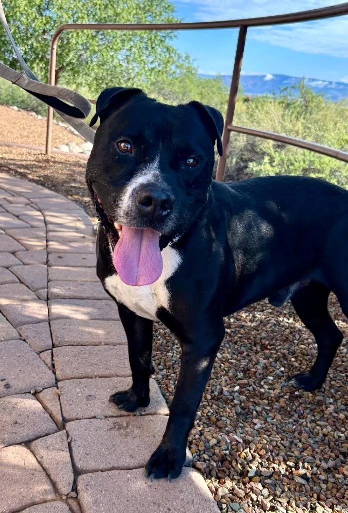 An adult large-sized male American Staffordshire Terrier dog named Lawrence for adoption in Cottonwood, AZ