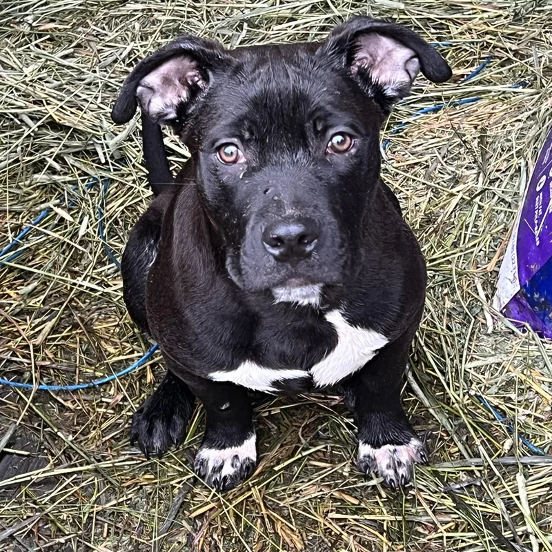 A baby medium-sized male Black Pit Bull Terrier dog named Pickles for adoption in Oakville, WA