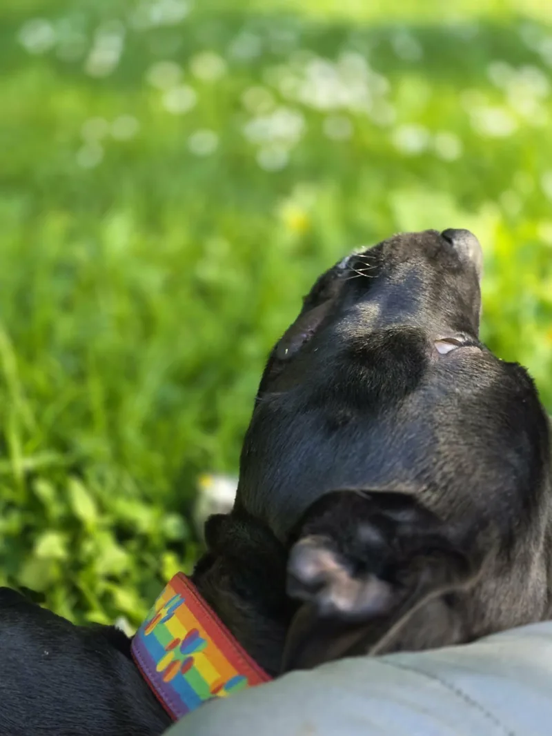 Pickles thumbnail 5