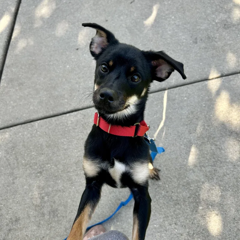 A baby small-sized female Black Chihuahua dog named Mitzi for adoption in Plainfield, IL