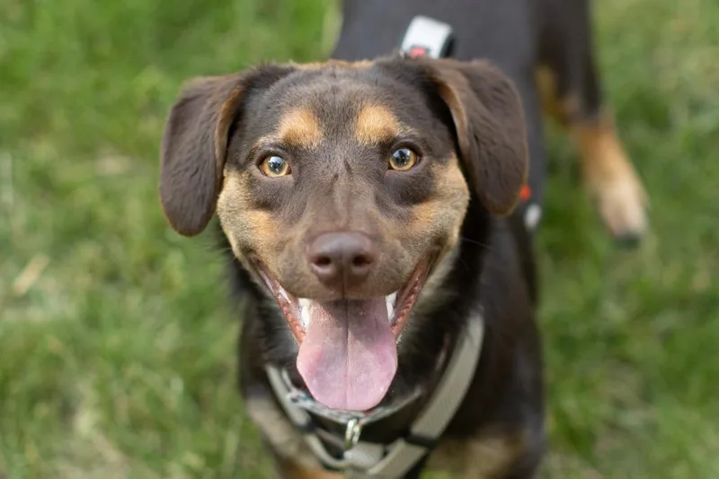 Red Rover thumbnail 2