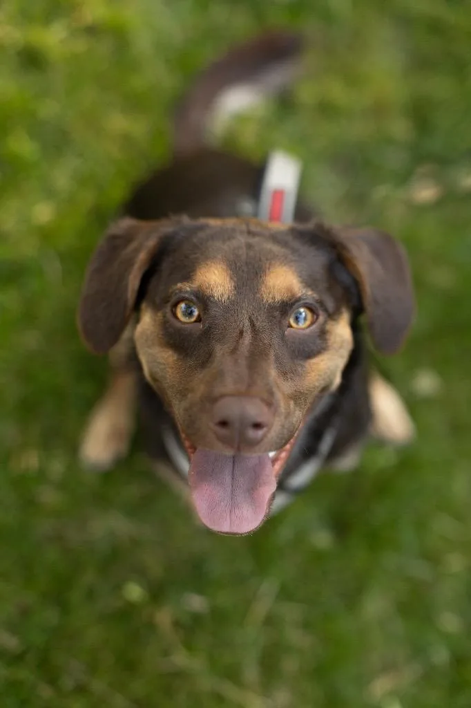 Red Rover thumbnail 3