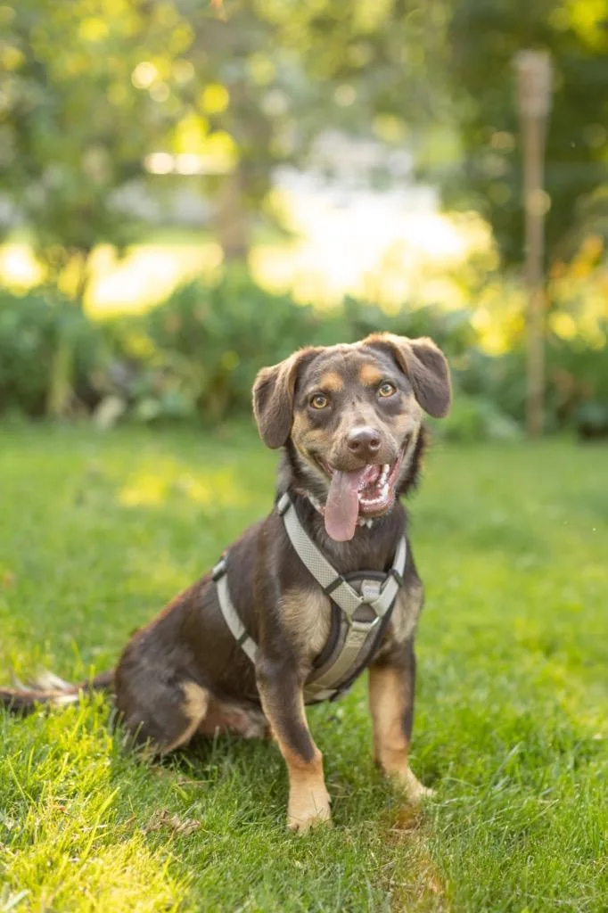 Red Rover thumbnail 4