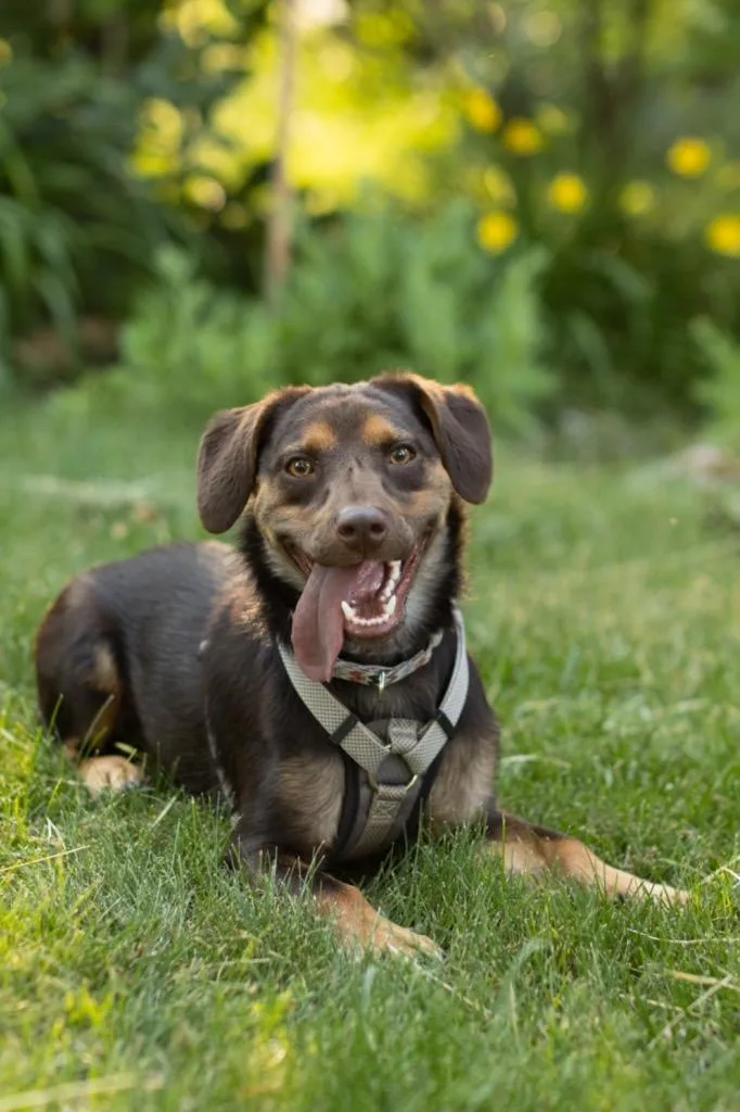 Red Rover thumbnail 5