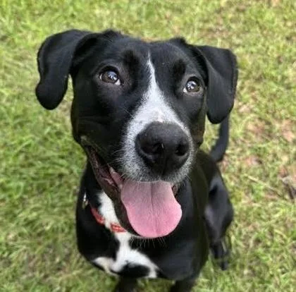 A young medium-sized female Labrador Retriever dog named Mable for adoption in Cumming, GA