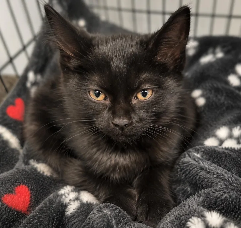 A baby medium-sized female Domestic Short Hair cat named Bee for adoption in Warren, MI