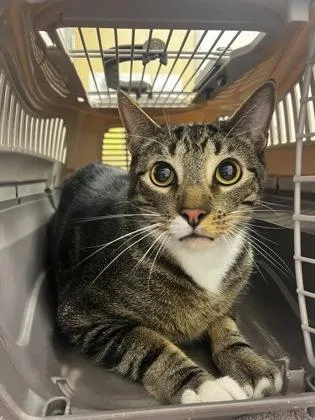 An adult small-sized male Domestic Short Hair cat named Gandalf for adoption in Sacramento, CA