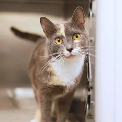 An adult small-sized female Gray / Blue / Silver Domestic Short Hair cat named Artemis for adoption in Atlanta, GA