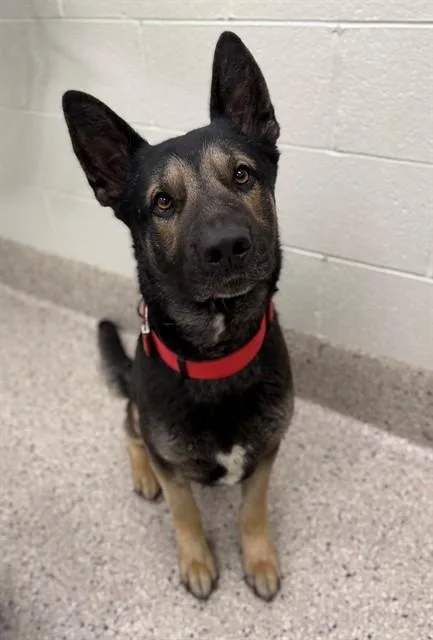 An adult large-sized male German Shepherd Dog dog named Salvador for adoption in Brighton, CO