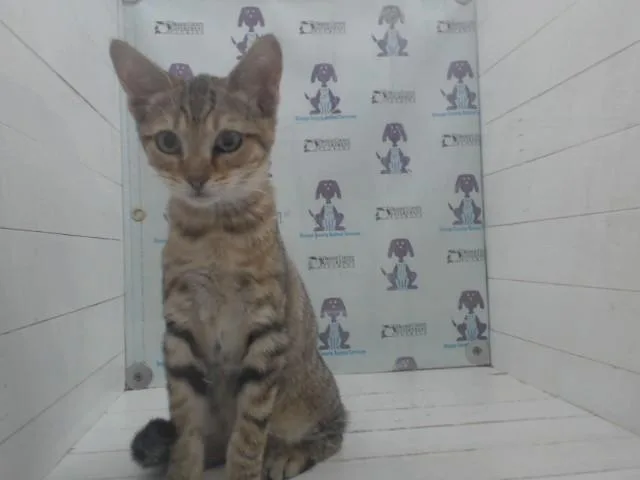 A baby small-sized male Domestic Short Hair cat named Ernie for adoption in Orlando, FL
