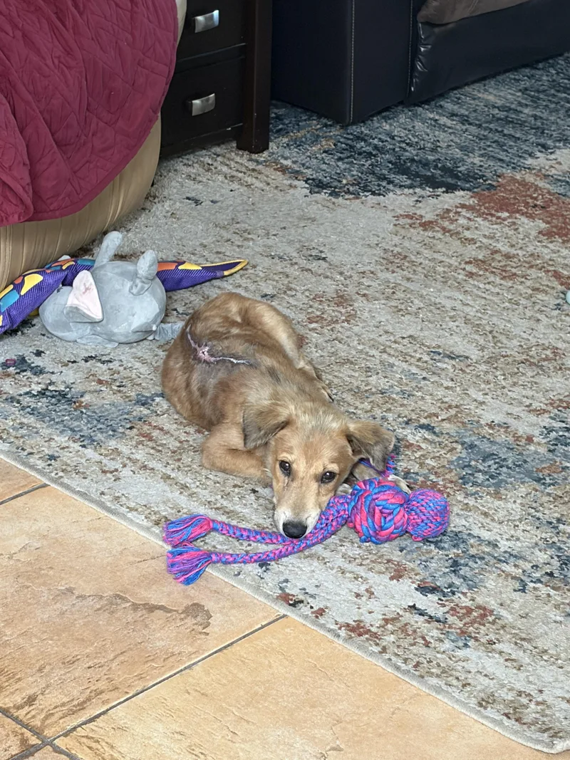 Finnegan