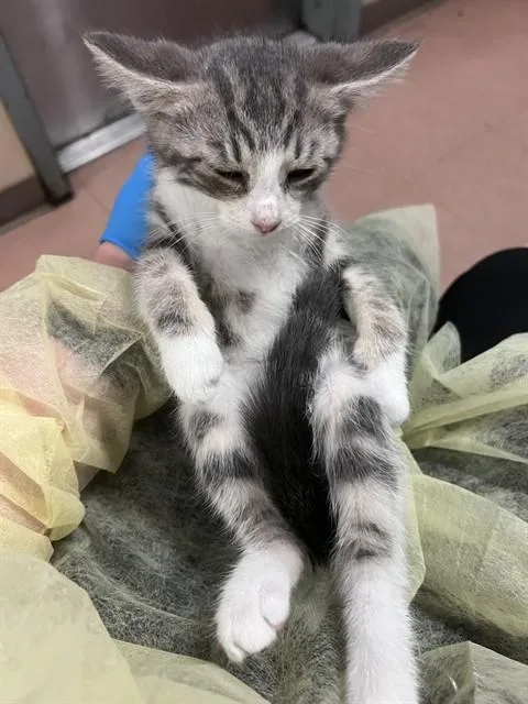 A baby small-sized male Domestic Short Hair cat named Omashu for adoption in San Jose, CA