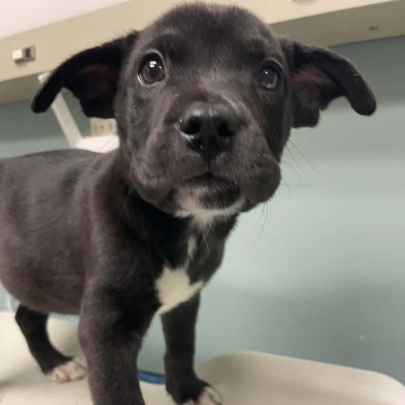 A baby small-sized male Black Shepherd dog named Wrigley for adoption in Shawnee, KS