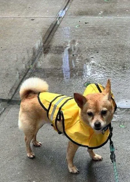 A senior small-sized male Chihuahua dog named Munch for adoption in Bayport, NY